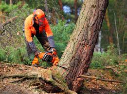Best Tree Risk Assessment  in Pinebluff, NC
